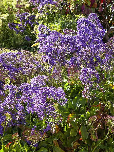 424093 - Lilas de mer (Limonium sventenii)