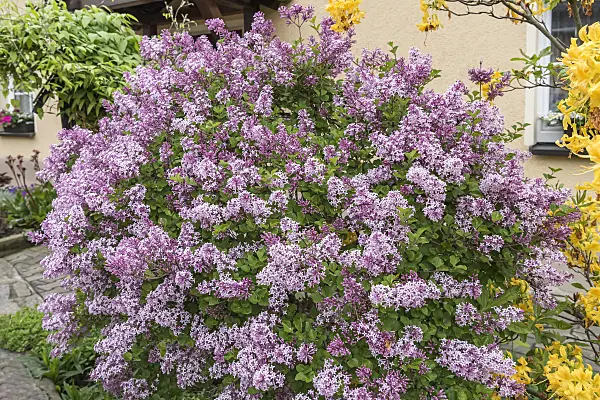 638358 - Lilas de Meyer (Syringa meyeri 'Palibin')