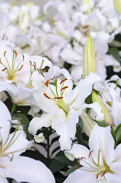 474226 - Lilie (Lilium)