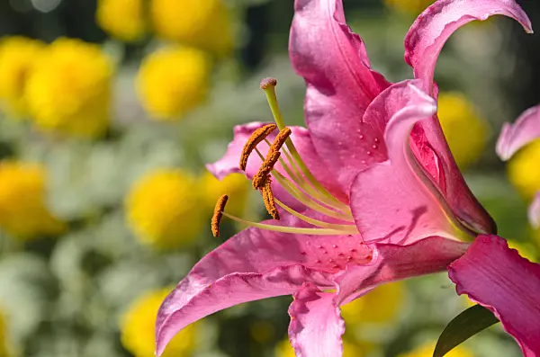 498292 - Lilie (Lilium)