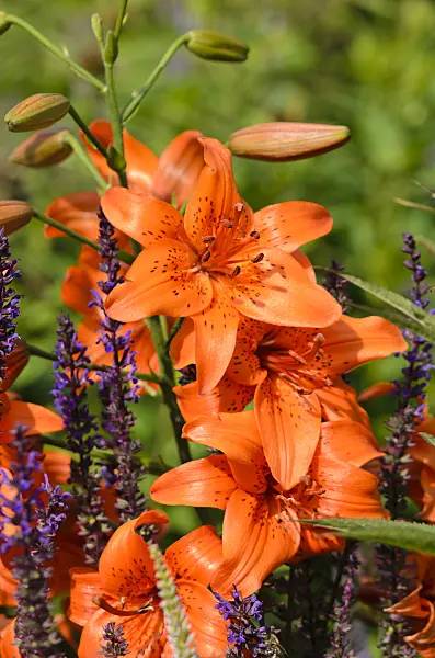 522017 - Lilie (Lilium)