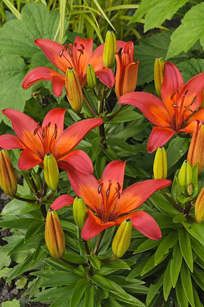 473058 - Lilien (Lilium)