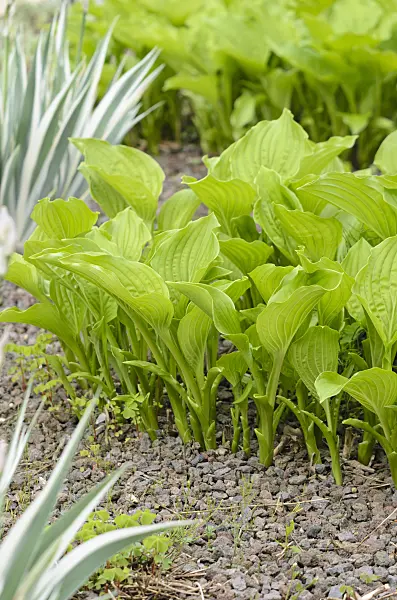 520176 - Lilienfunkie (Hosta plantaginea 'Grandiflora') und Japanische Schwertlilie (Iris japonica 'Variegata')
