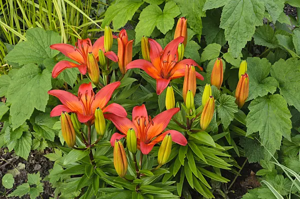 473059 - Lilies (Lilium)