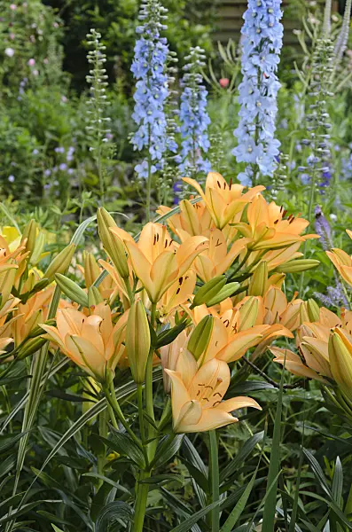 534044 - Lilies (Lilium) and larkspurs (Delphinium)