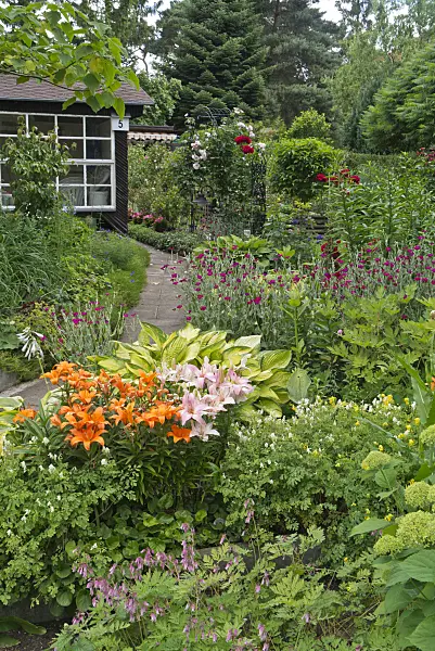534250 - Lilies (Lilium), plantain lilies (Hosta) and crown pink (Lychnis coronaria syn. Silene coronaria)