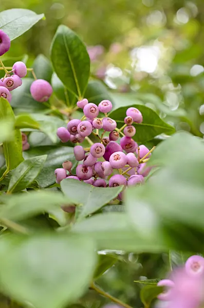 508491 - Lilly pilly (Syzygium smithii)