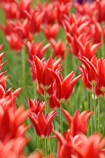 471321 - Lily-flowered tulip (Tulipa Aladdin)
