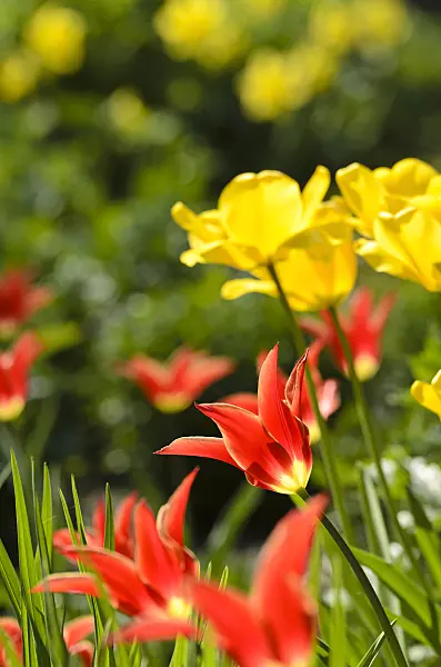495225 - Lily-flowered tulip (Tulipa Aladdin)