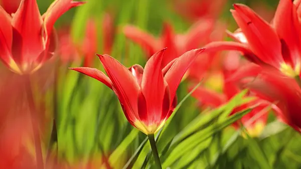495321 - Lily-flowered tulip (Tulipa Aladdin)