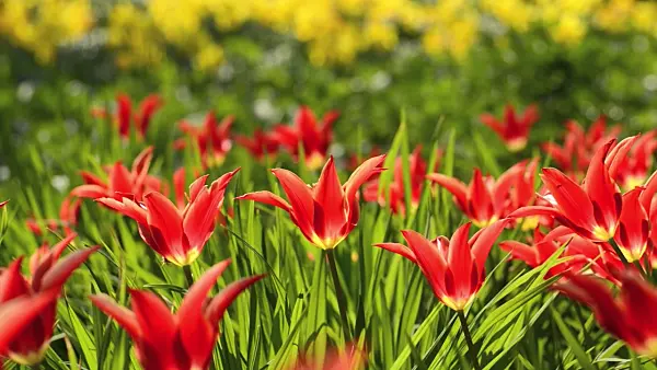 495322 - Lily-flowered tulip (Tulipa Aladdin)