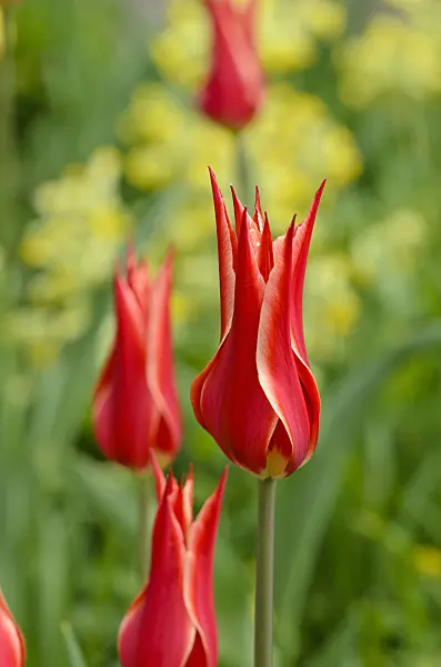 520005 - Lily-flowered tulip (Tulipa Aladdin)