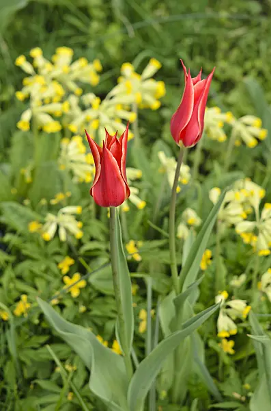 520006 - Lily-flowered tulip (Tulipa Aladdin) and cowslip (Primula veris)