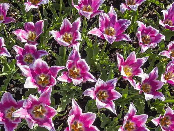 401024 - Lily-flowered tulip (Tulipa Ballade)
