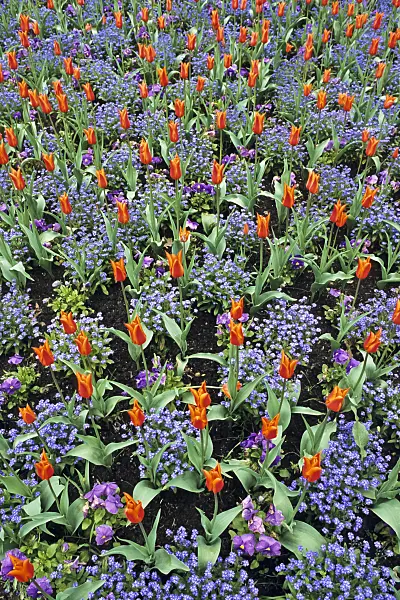 390012 - Lily-flowered tulip (Tulipa Ballerina)