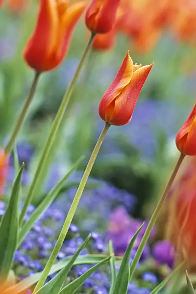 390013 - Lily-flowered tulip (Tulipa Ballerina)