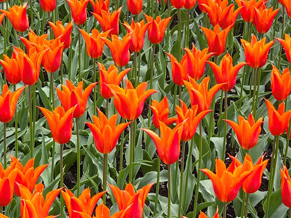 401068 - Lily-flowered tulip (Tulipa Ballerina)