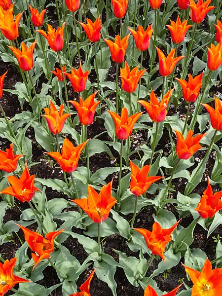 401069 - Lily-flowered tulip (Tulipa Ballerina)
