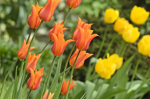 495344 - Lily-flowered tulip (Tulipa Ballerina)