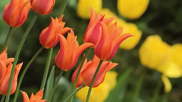 495349 - Lily-flowered tulip (Tulipa Ballerina)