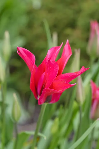 484017 - Lily-flowered tulip (Tulipa Mariette)