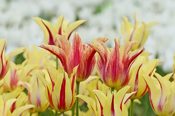 472031 - Lily-flowered tulip (Tulipa Mona Lisa)