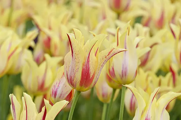 472032 - Lily-flowered tulip (Tulipa Mona Lisa)