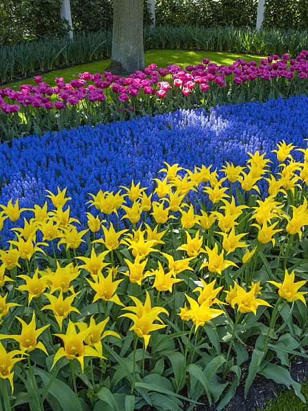 401017 - Lily-flowered tulip (Tulipa West Point), grape hyacinth (Muscari) and triumph tulip (Tulipa Carola)