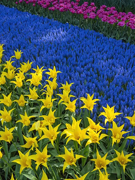 401018 - Lily-flowered tulip (Tulipa West Point), grape hyacinth (Muscari) and triumph tulip (Tulipa Carola)