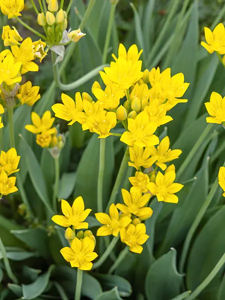 448084 - Lily leek (Allium moly)