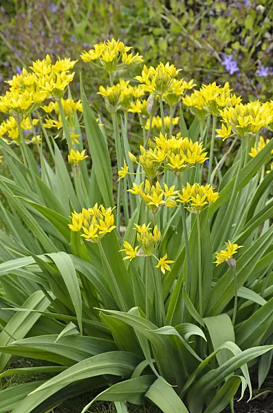 496331 - Lily leek (Allium moly)