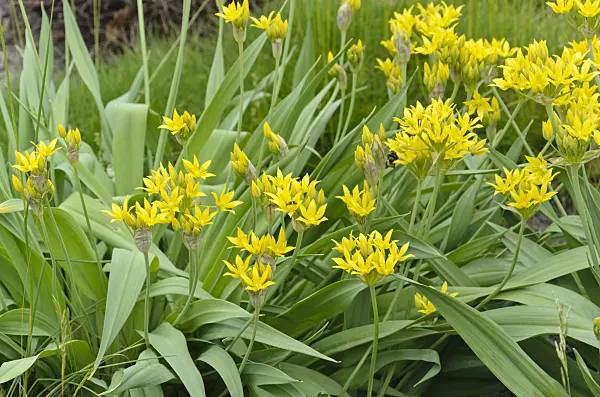 496333 - Lily leek (Allium moly)