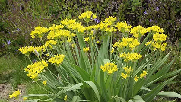 496348 - Lily leek (Allium moly)