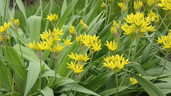 496349 - Lily leek (Allium moly)