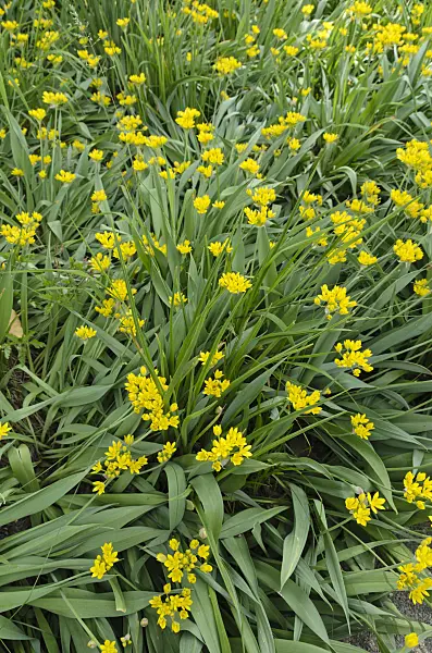 496383 - Lily leek (Allium moly)