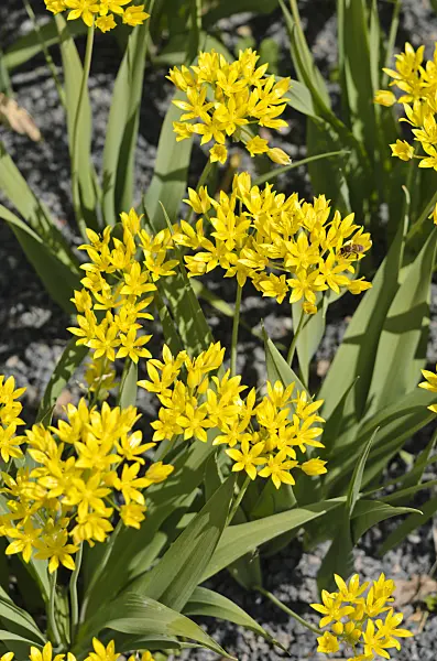 533214 - Lily leek (Allium moly)