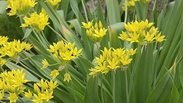 496347 - Lily leek (Allium moly) and bumble bee (Bombus)