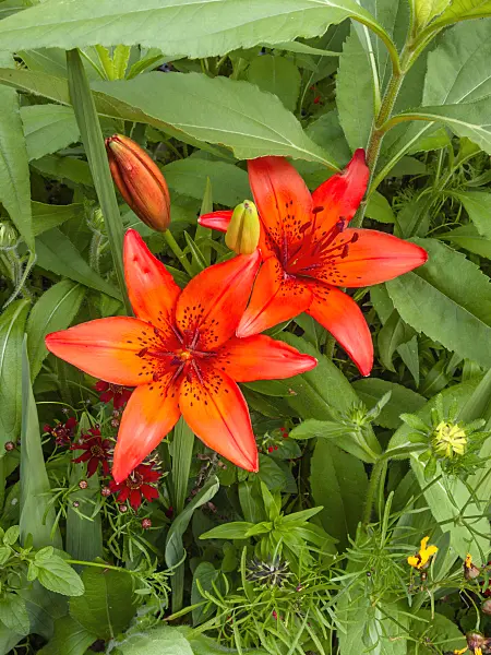 402154 - Lily (Lilium)