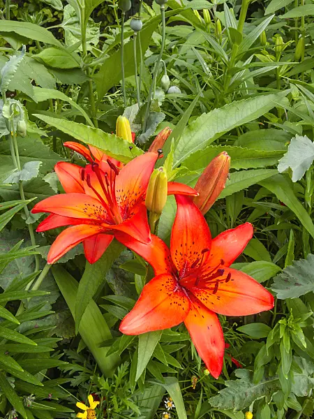 402155 - Lily (Lilium)