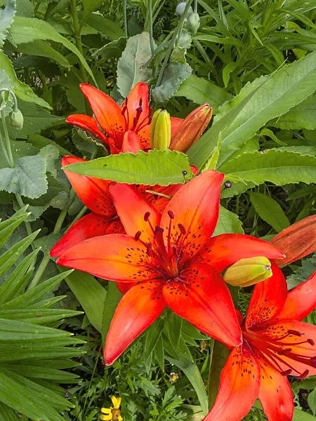 402157 - Lily (Lilium)