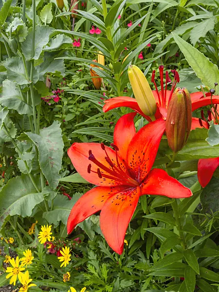 402158 - Lily (Lilium)