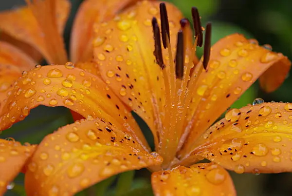 457032 - Lily (Lilium)