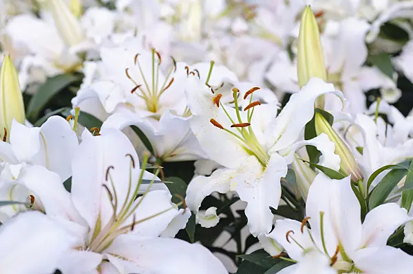 474227 - Lily (Lilium)