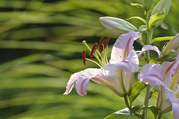474449 - Lily (Lilium)