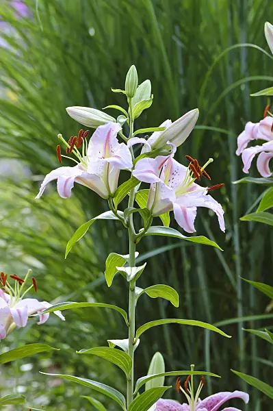 474450 - Lily (Lilium)