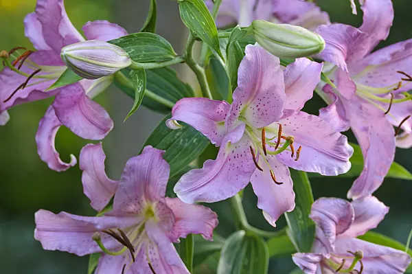 474451 - Lily (Lilium)