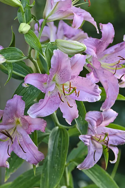 474452 - Lily (Lilium)