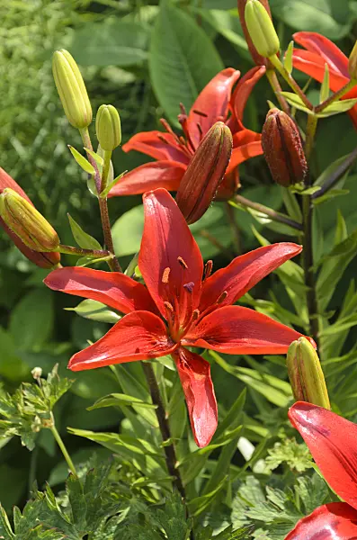 497109 - Lily (Lilium)