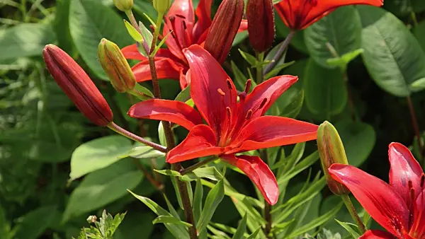 497139 - Lily (Lilium)