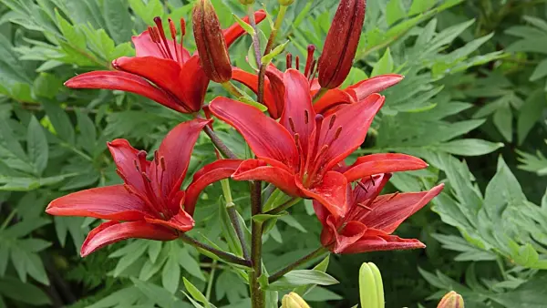 497140 - Lily (Lilium)